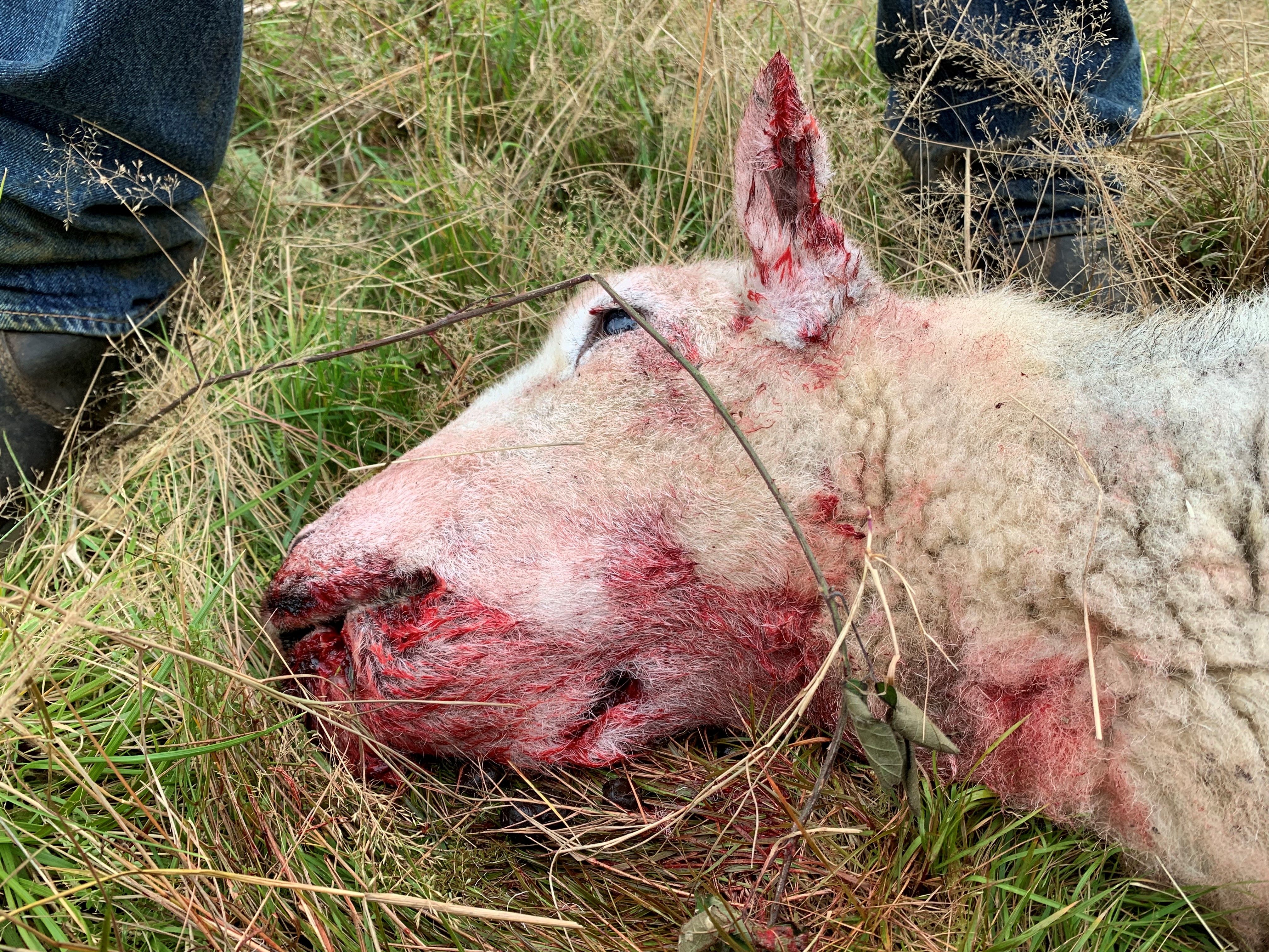 Dead sheep