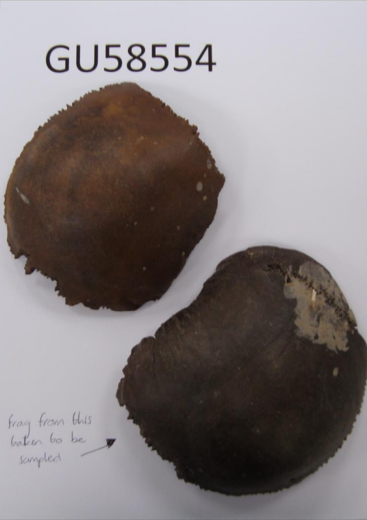 Bronze Age bones