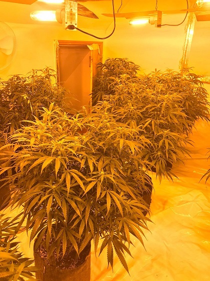 Bourton cannabis grow