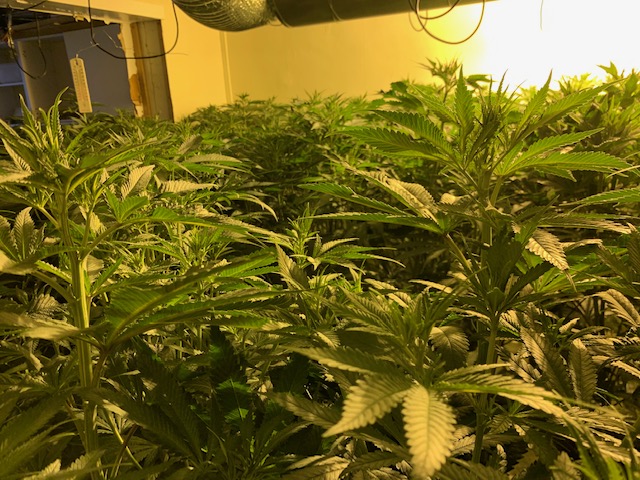 Cannabis factory in Newent