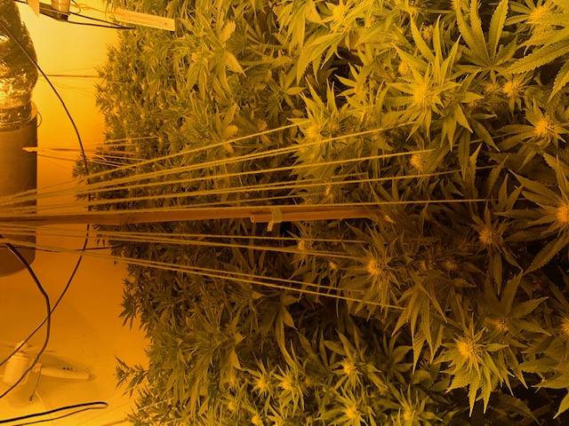 Cannabis plants in Newent