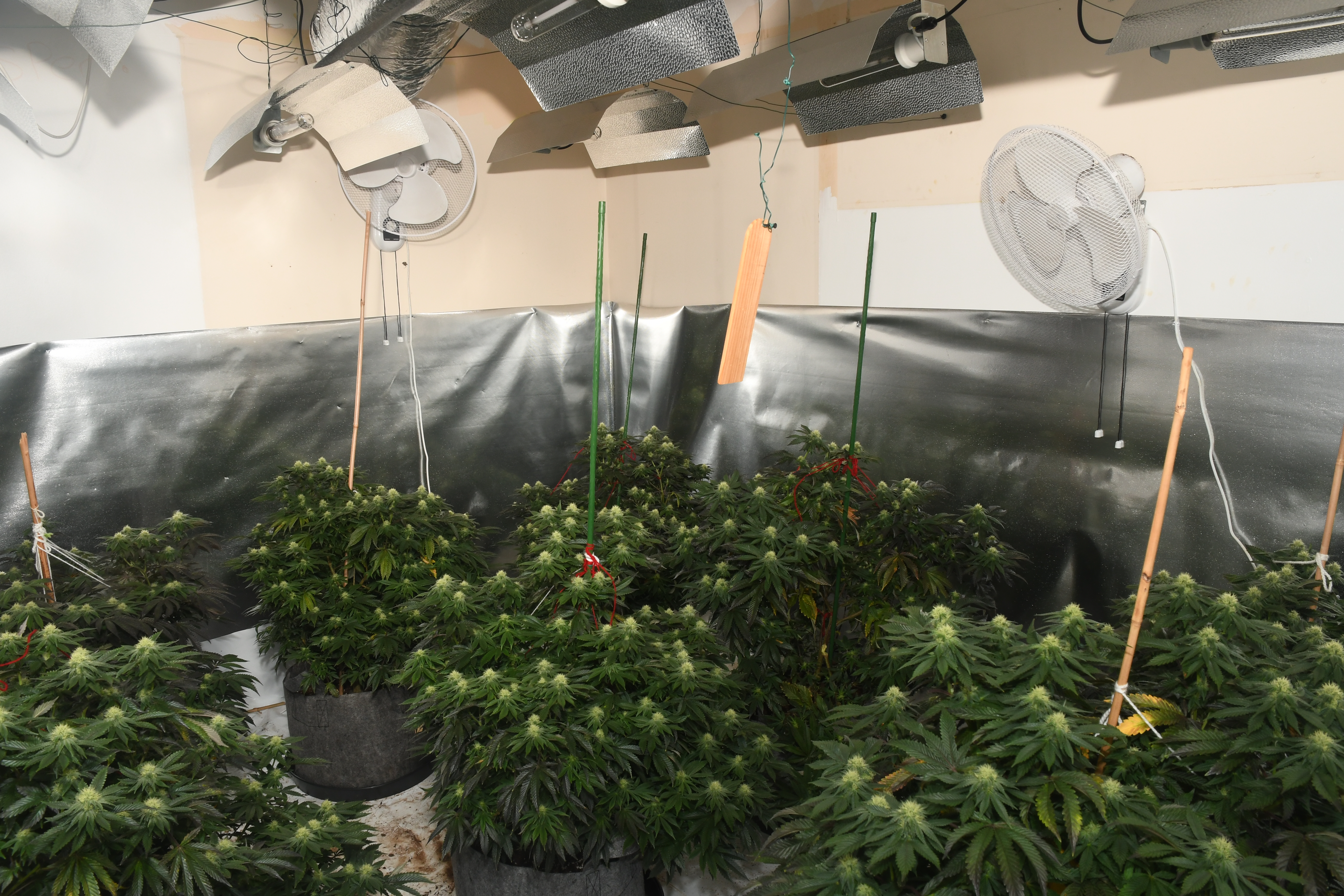 Churcham cannabis grow